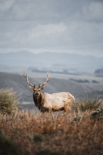 An adult tule elk standing on a grassland at Point Reyes National Seashore nature preserve in California