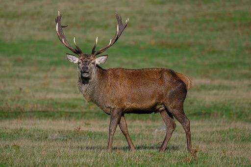 A majestic white-tailed deer stands amidst a lush green grassland, its impressive antlers extending from its head