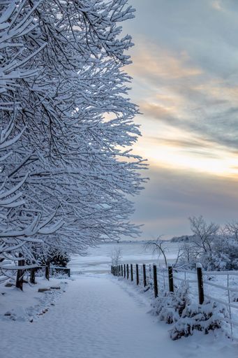 A vertical shot of a park with a walkway and trees covered in snow at sunrise