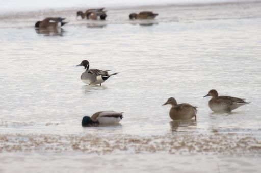 A group of mallards is walking on the tranquil surface of a body of water near the shoreline