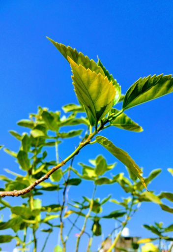 The Hibiscus plant with blue sky on the background