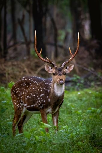 A young spotted deer standing in a forest setting, looking alertly into the distance