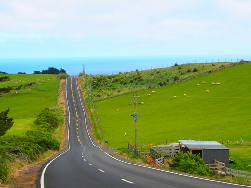A beautiful landscape of white sheep grazing on green grass near the road in New Zealand.
