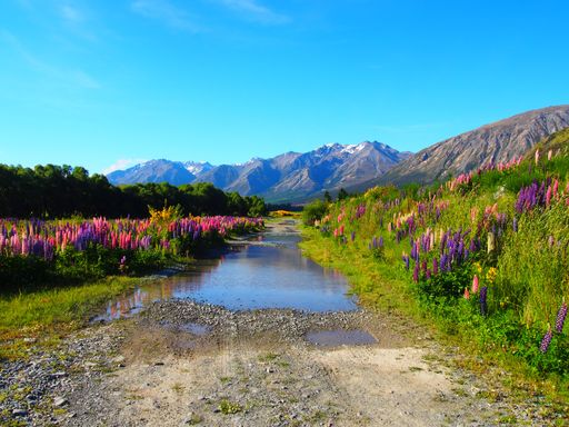 A natural view of Large-leaved lupine field and mountain landscape in New Zealand