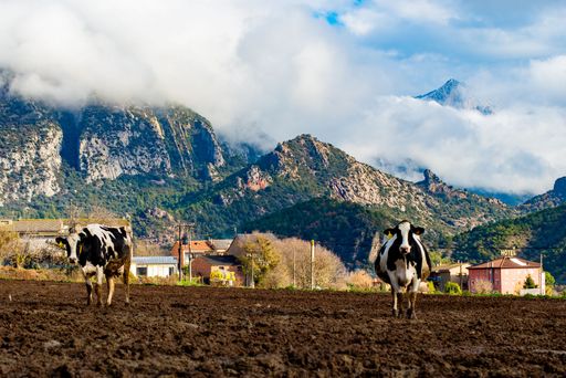 A group of cows stand in a lush green field surrounded by snow-capped mountains