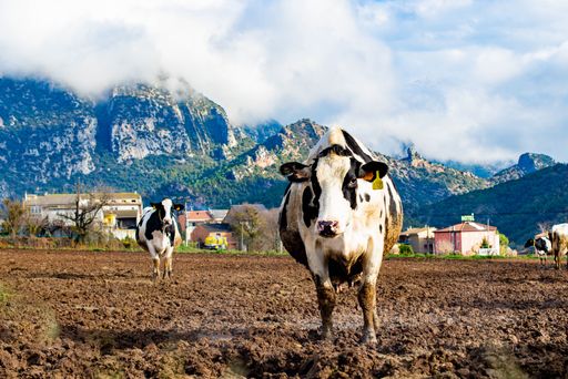 A group of cows stand in a lush green field surrounded by snow-capped mountains