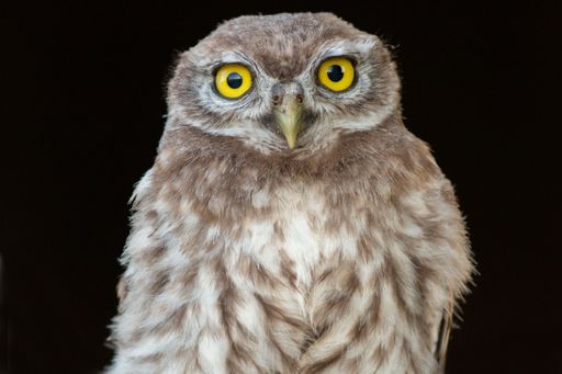 A closeup shot of a brown owl perched on a dark background, looking inquisitively with its big eyes