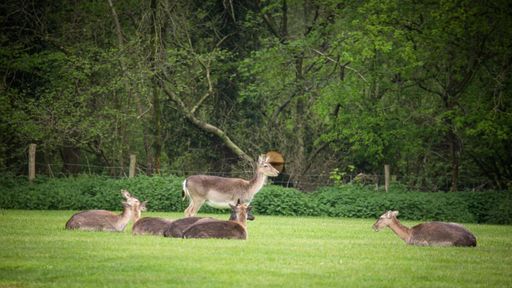 A herd of antelopes gathered in a lush green grassy field, grazing peacefully in the sun
