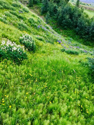 A vertical shot of blossomed green fields with colorful flowers on a sunny day