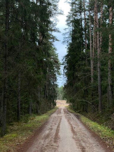 A forest surrounded by dense trees