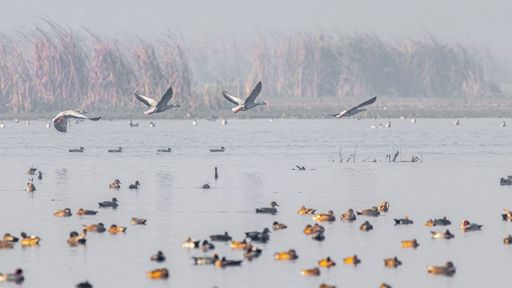 A peaceful scene of a flock of Mallard ducks swimming on a tranquil lake