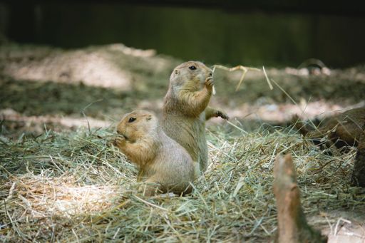 The two ground squirrels feeding on dry grass.
