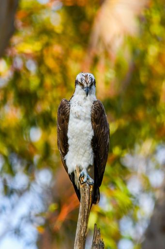 A closeup shot of the osprey perched on the tree branch with colorful tree leaves in the background