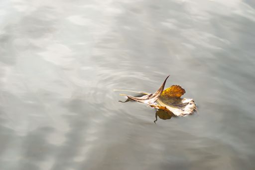 A closeup of an autumn leaf floating in a tranquil body of water, illuminated by the sun