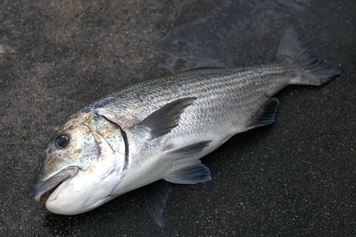 A closeup shot of a dead fish on a concrete grey ground