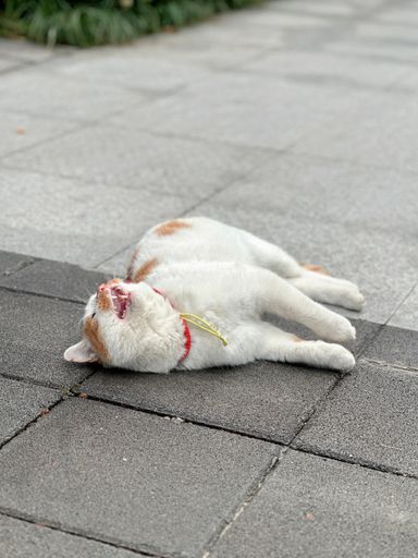 An adorable cat leisurely stretching out its body while lying on the floor in a relaxed pose