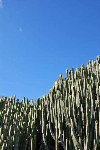 A vertical shot of cactuses