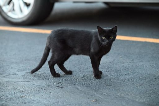 A selective focus shot of a black cat on a pavement near a car