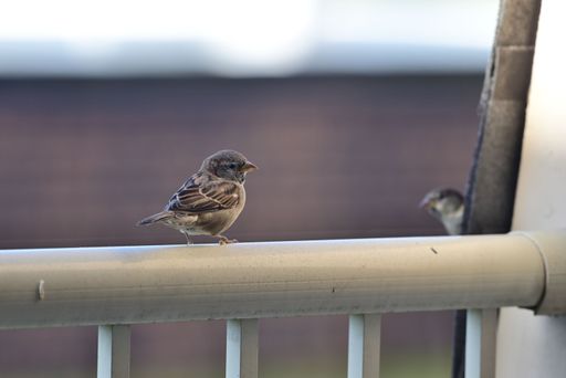 A closeup shot of a common sparrow perched on a railing near a roof with another bird