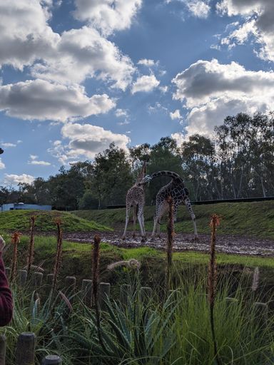 A vertical shot of giraffes behind a fence at the zoo