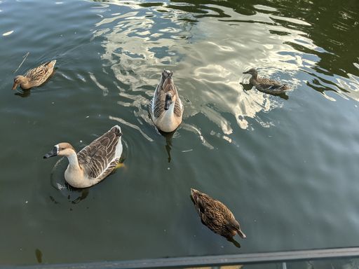 A high angle shot of cute little ducks swimming in the lake