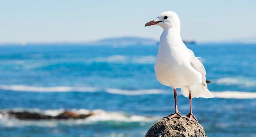 A selective focus shot of a seagull perched on a rock during daylight