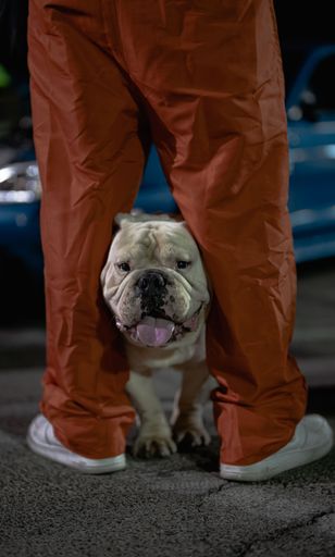 A vertical shot of a bulldog standing in between its owner's feet