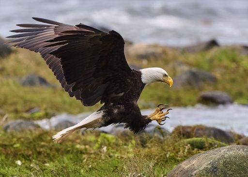 A closeup of a Bald Eagle (Haliaeetus leucocephalus) during its flight over a green field