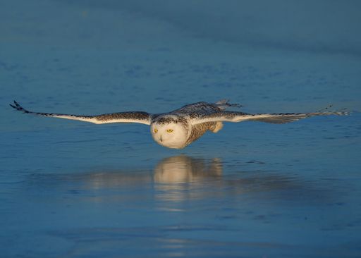 A closeup of a snowy owl (Bubo scandiacus) flying over the water surface