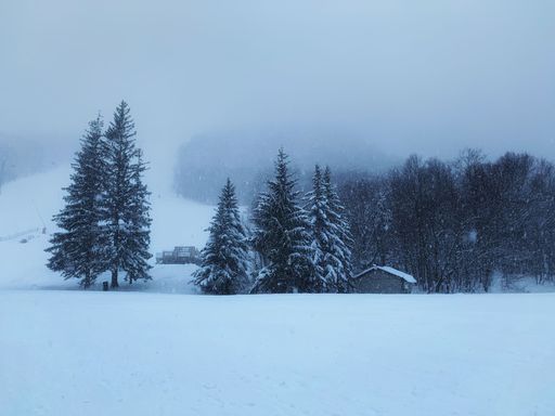 A scenic shot of fir trees in a snowy field in Killington Ski Resort, Vermont, New England, Canada