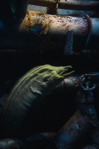 A vertical closeup shot of a dark green eel underwater near rusty tubes
