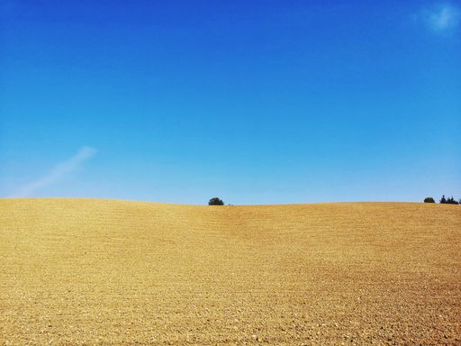 A low angle shot of a lonely tree in the middle of the countryside