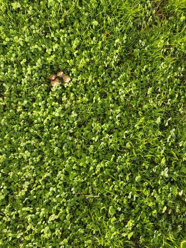 A vertical top view of small mushrooms on green grass under the sunli