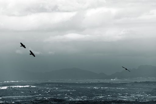 A beautiful view of the birds flying over the sea while waves are forming on a cloudy day