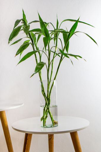 A vertical shot of a glass vase with branches of Bamboo or Sander's Dracaena on a white table