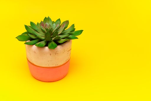 A beautiful echeveria plant in a pot isolated on a yellow background