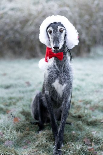 A grey dog wearing a Christmas outfit with a hat and a bow