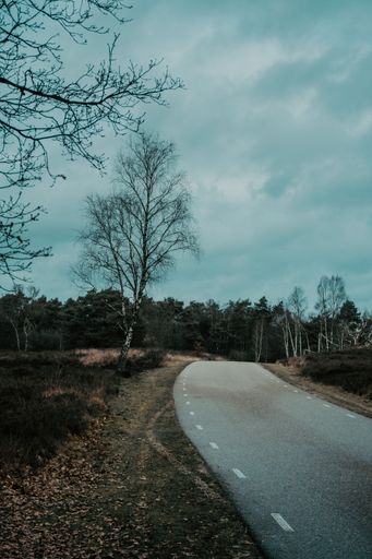 A natural view of an empty road leading to a forest under a cloudy sky