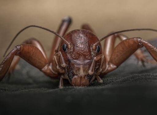 Macro of Jerusalem crickets on a blurred background.  These are a group of large flightless insects of the genus Stenopelmatus.