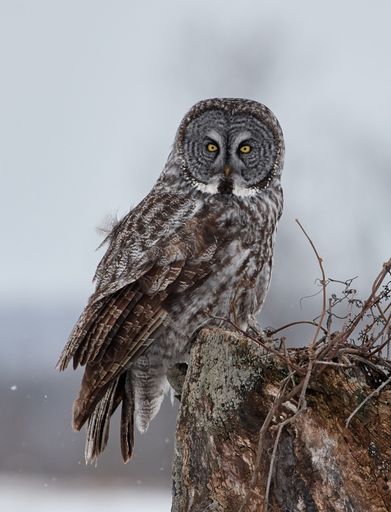 A vertical shot of Great Gray Owl sitting on old trunk against blur background
