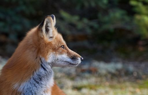A side view portrait of a red fox in the woods with blur background