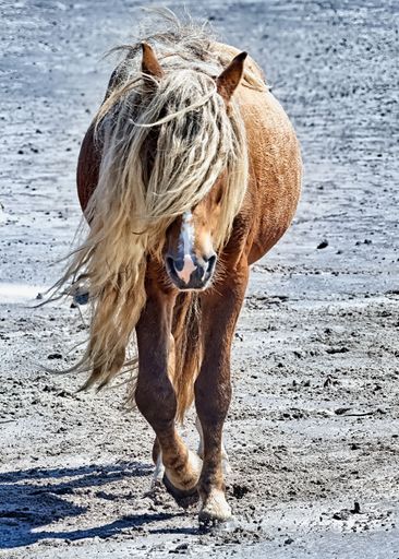 A vertical shot of a brown wild horse walking on the sand on a sunny day
