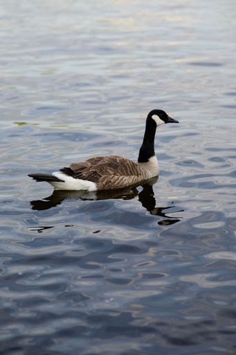 A Canada Goose in the lake with it's reflection on the water.