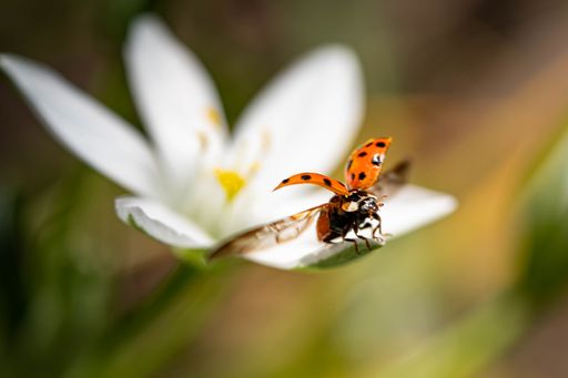 A closeup shot of a ladybug flying on a white flower