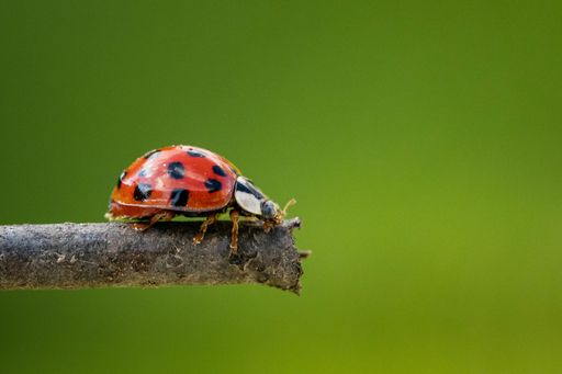 A selective focus shot of a ladybird sitting on a small wooden branch