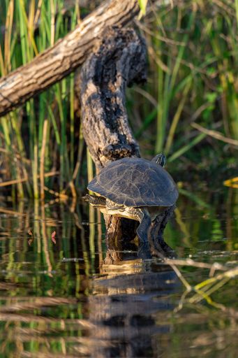 A vertical shot of a turtle on a tree log in a river
