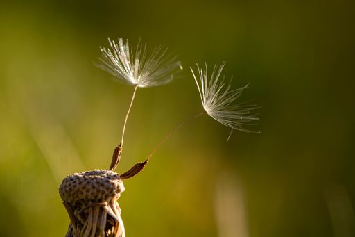 A closeup shot of Dandelion seed on a blurry background