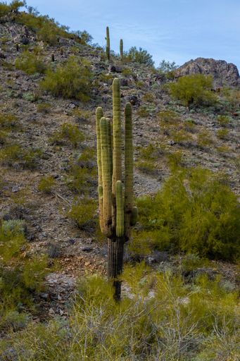 A cactus plant pictured in its natural habitat, surrounded by rocks