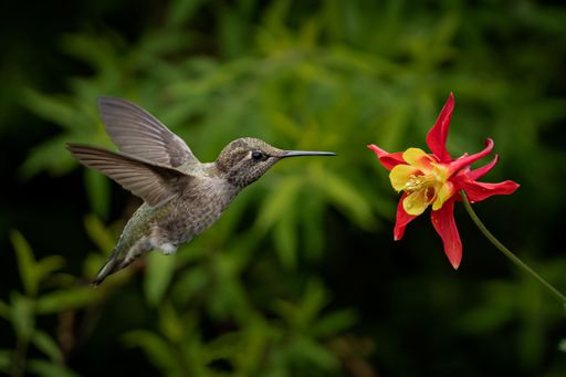 A hummingbird flying to the narcissus flowers