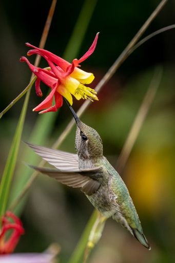 A vertical shot of a hummingbird flying to the narcissus flowers